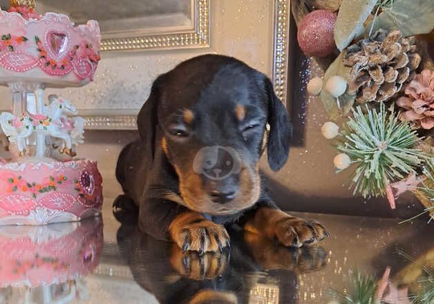 2 kc registered miniature dachshund for sale in Basildon, Essex