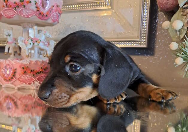 2 kc registered miniature dachshund for sale in Basildon, Essex - Image 2