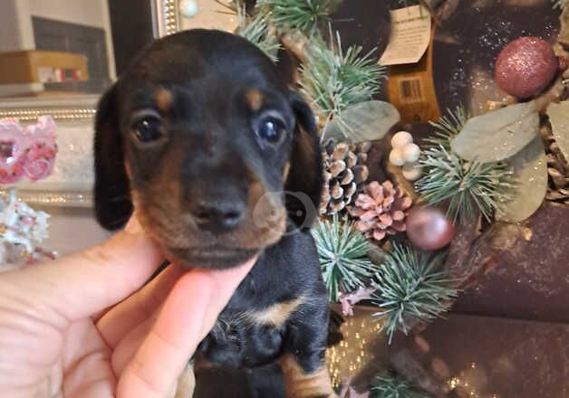 2 kc registered miniature dachshund for sale in Basildon, Essex - Image 3