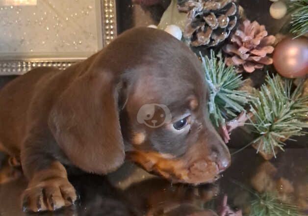 2 kc registered miniature dachshund for sale in Basildon, Essex - Image 4