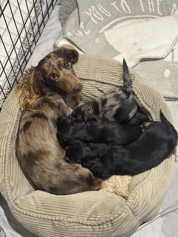 2 LEFT ! Long Haired Mini Dachshund Puppies for sale in Buckden, Cambridgeshire - Image 2