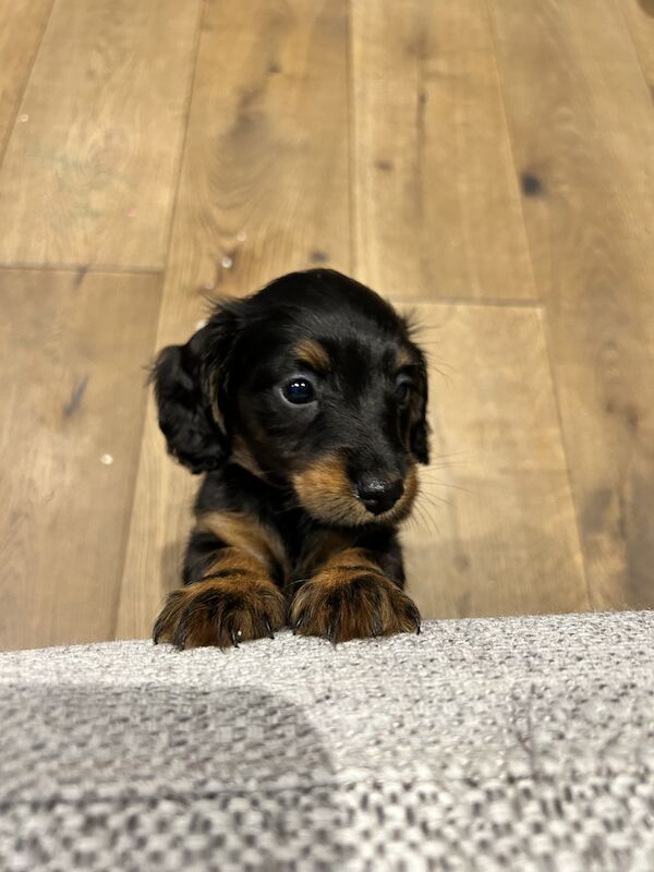 2 LEFT ! Long Haired Mini Dachshund Puppies for sale in Buckden, Cambridgeshire - Image 3