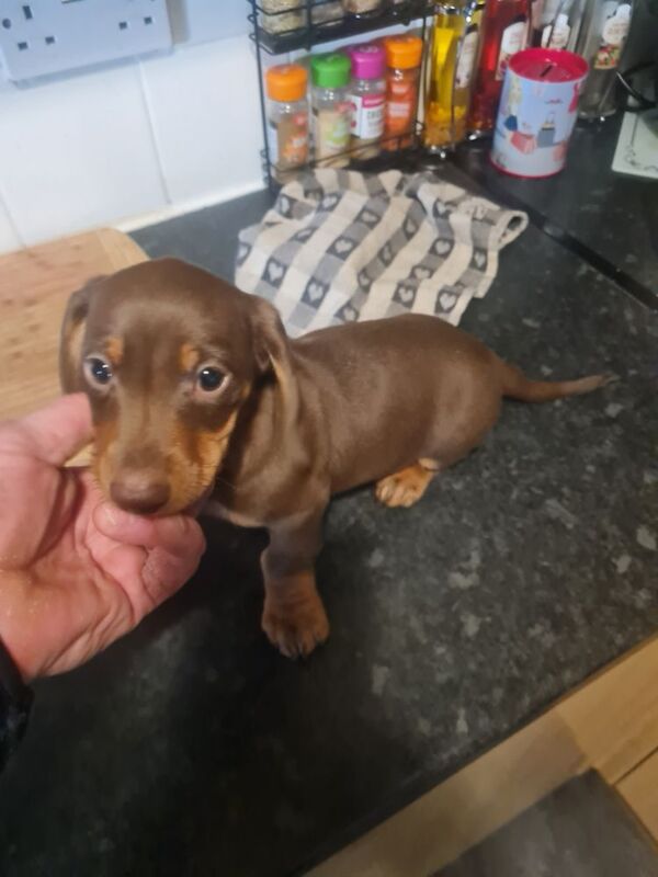 2 male dashound puppies 10 weeks old chipped and vax ready now for sale in Telford, Shropshire