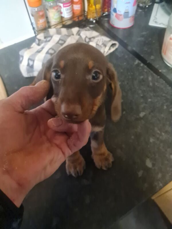 2 male dashound puppies 10 weeks old chipped and vax ready now for sale in Telford, Shropshire - Image 4