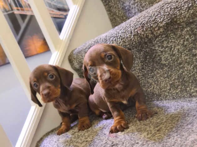 2 males dachshund puppys for sale in Cardiff