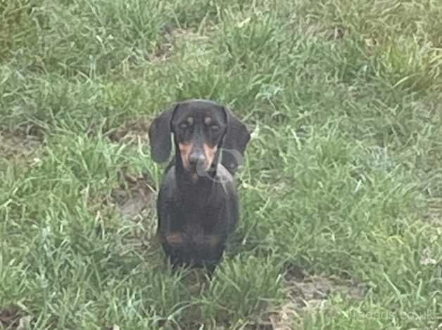 2 males dachshund puppys for sale in Cardiff - Image 2