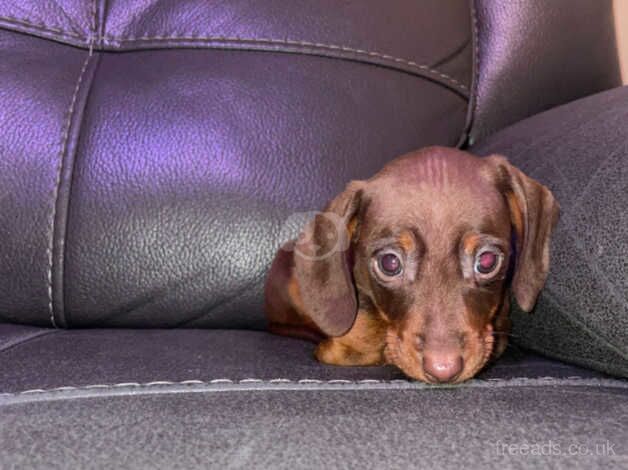 2 males dachshund puppys for sale in Cardiff - Image 3