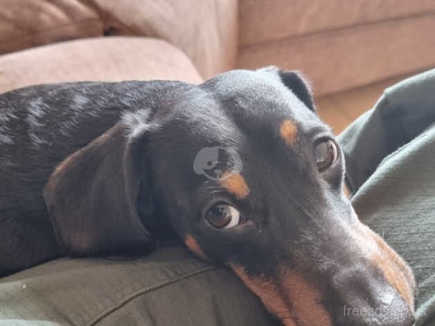 2 miniature dachshund for sale in Stourbridge, West Midlands