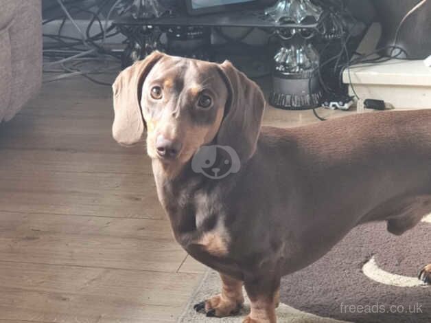 Dachshunds for sale in Stourbridge, West Midlands