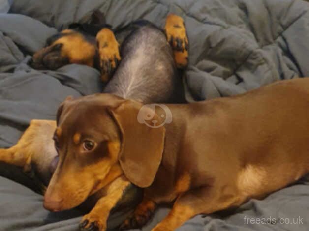 Dachshund Puppies for sale