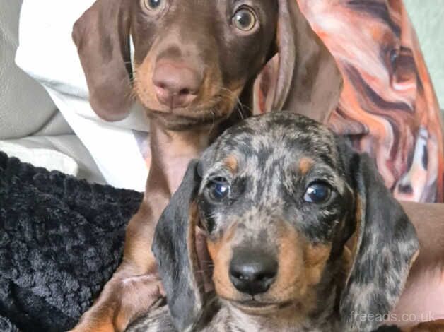 2 miniture dachshund puppies for sale in Exeter, Devon