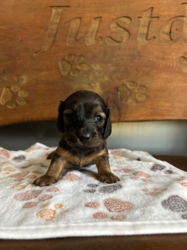 2 shaded dachshund girls for sale in Upwell, Norfolk