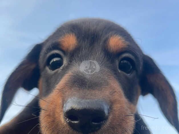 Dachshunds for sale in Middlesbrough, North Yorkshire