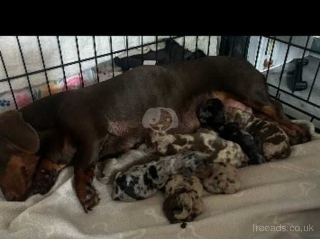 Dachshund Puppies for sale in North Yorkshire