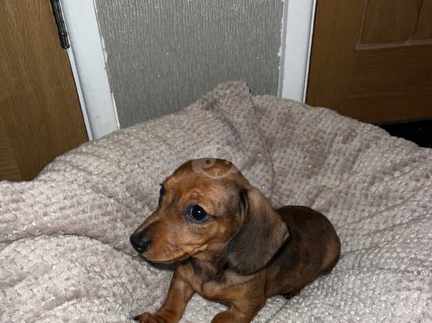 2 Stunning Mini Dachshunds for sale in Ringwood, Hampshire - Image 1