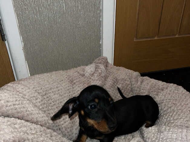 2 Stunning Mini Dachshunds for sale in Ringwood, Hampshire - Image 2