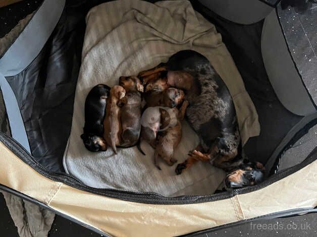 2 Stunning Mini Dachshunds for sale in Ringwood, Hampshire - Image 3