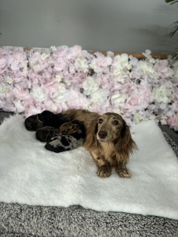 2 stunning miniature longhair dachshund boys for sale in Upwell, Norfolk