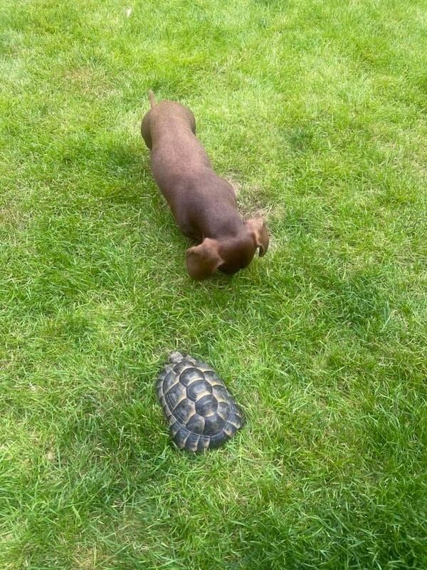 2 x KC Reg Miniature smooth haired males for sale in Ashford, Kent