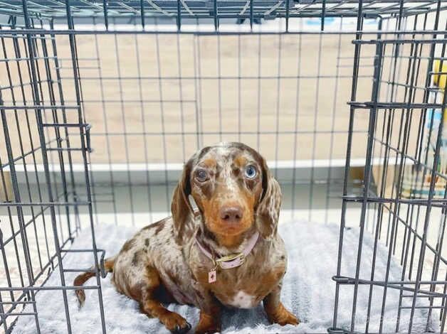 2 year old chocolate dachshund for sale in Ebbw Vale/Glyn Ebwy, Blaenau Gwent