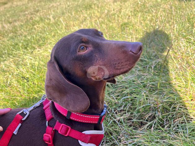 2 year old male dachshund for sale in Basildon, Essex