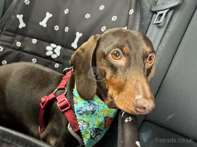 2 year old male dachshund for sale in Basildon, Essex - Image 2