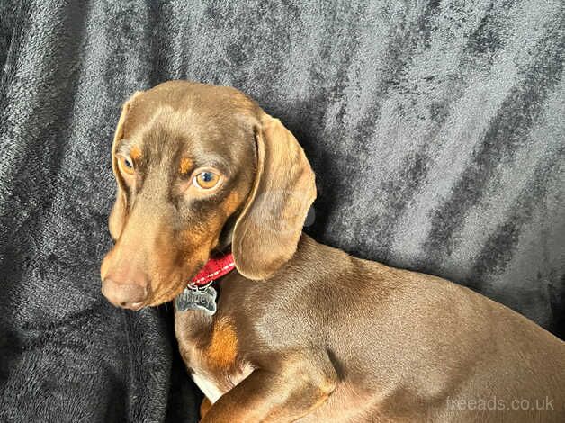 2 year old male dachshund for sale in Basildon, Essex - Image 3