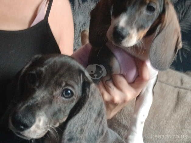 2x Dachshund Puppy's Left (04/11/2024) for sale in Loughton, Essex