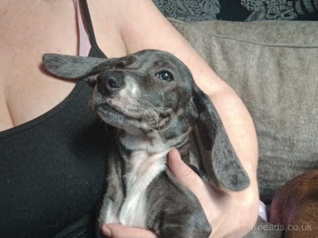 Dachshunds for sale in Loughton, Essex