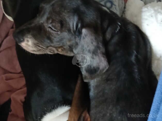 2x Dachshund Puppy's left for sale in Loughton, Essex - Image 2