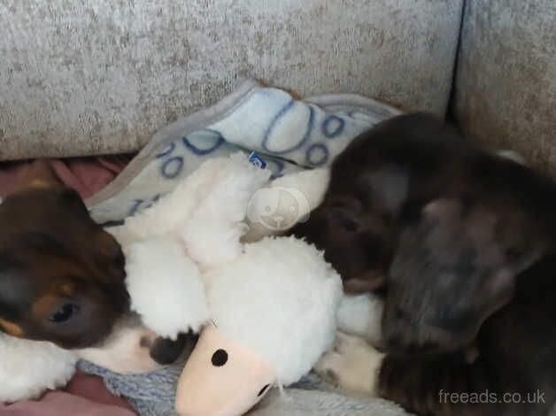 2x Dachshund Puppy's left for sale in Loughton, Essex - Image 4