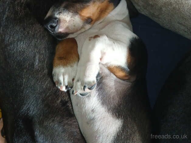 Dachshunds for sale in Loughton, Essex