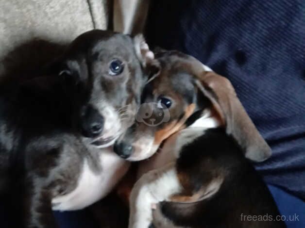 Dachshund Puppies for sale in Essex