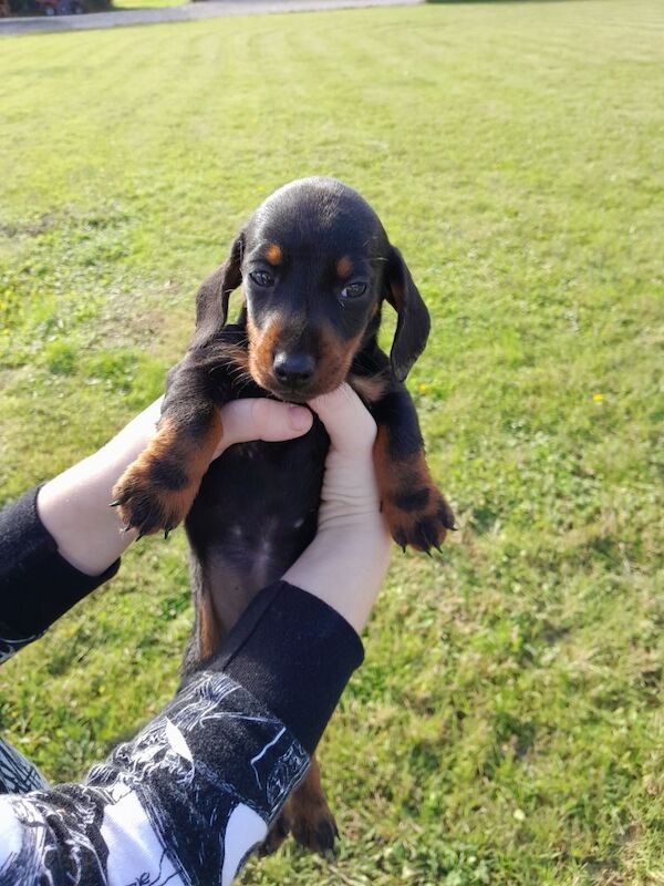 3 Adorable dachshund puppies for sale in Taunton, Somerset