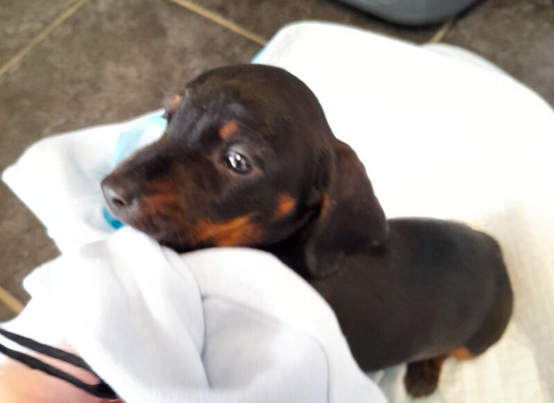 3 Adorable dachshund puppies for sale in Taunton, Somerset - Image 2