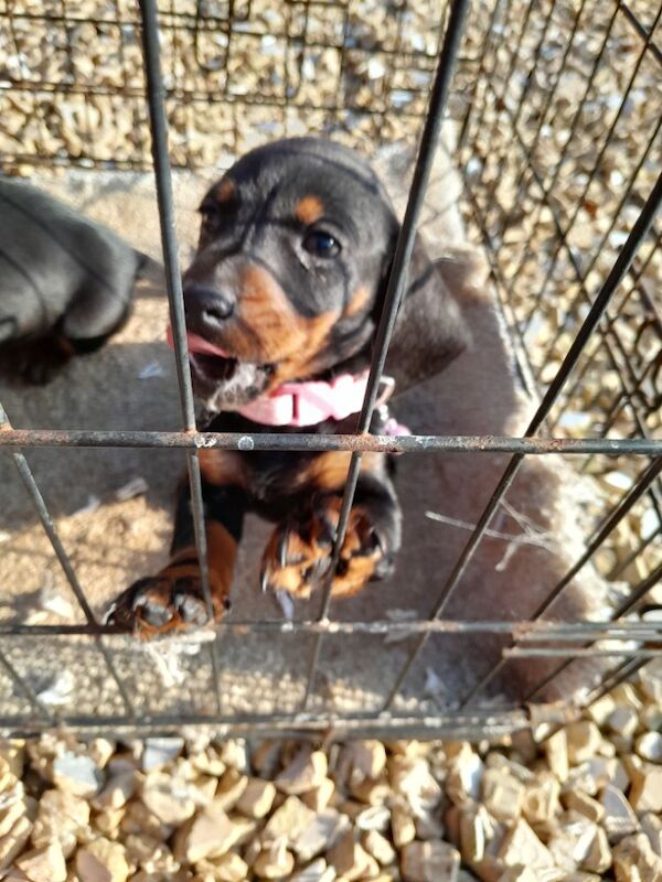 3 Adorable dachshund puppies for sale in Taunton, Somerset - Image 6