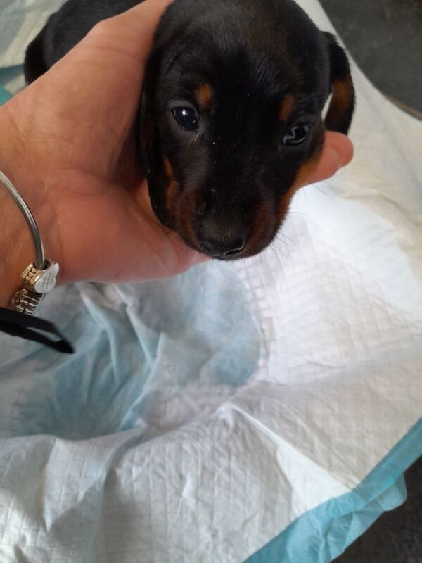 3 Adorable dachshund puppies for sale in Taunton, Somerset - Image 8