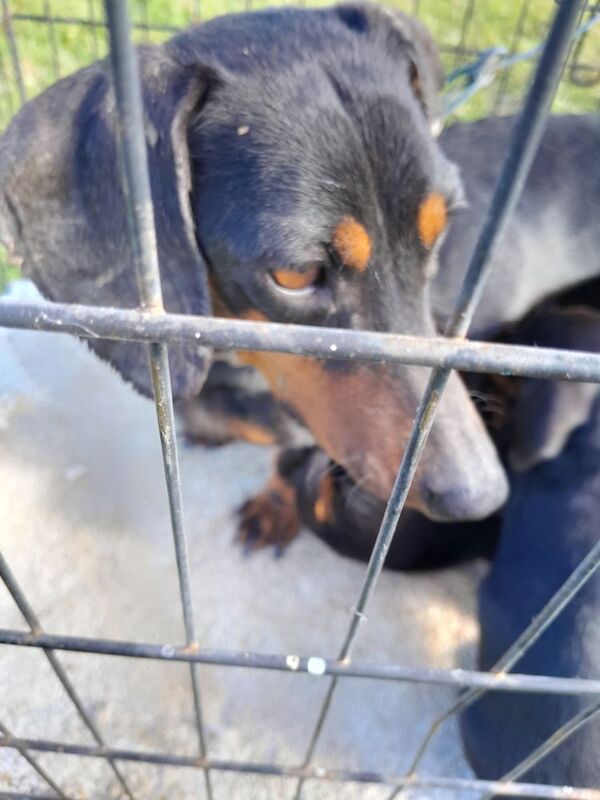 3 Adorable dachshund puppies for sale in Taunton, Somerset - Image 9