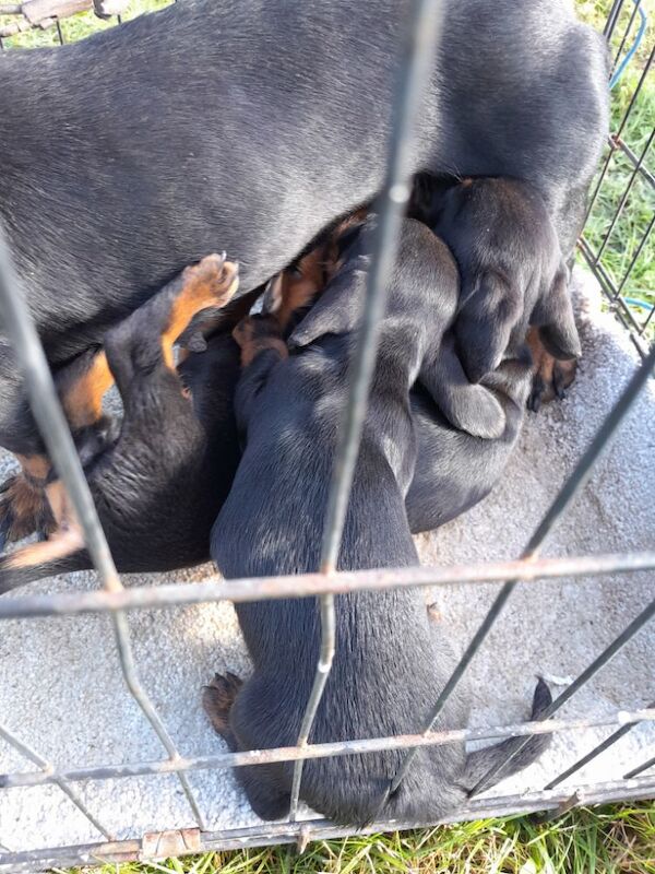 3 Adorable dachshund puppies for sale in Taunton, Somerset - Image 15