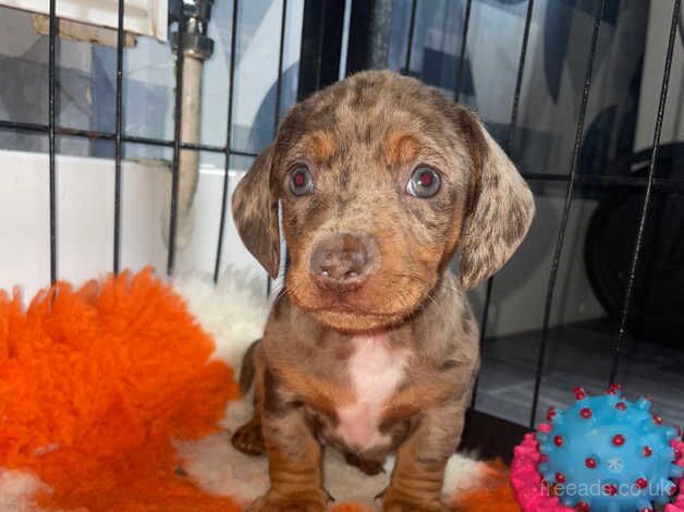 3 beautiful boy dachshunds for sale in Bradford, West Yorkshire