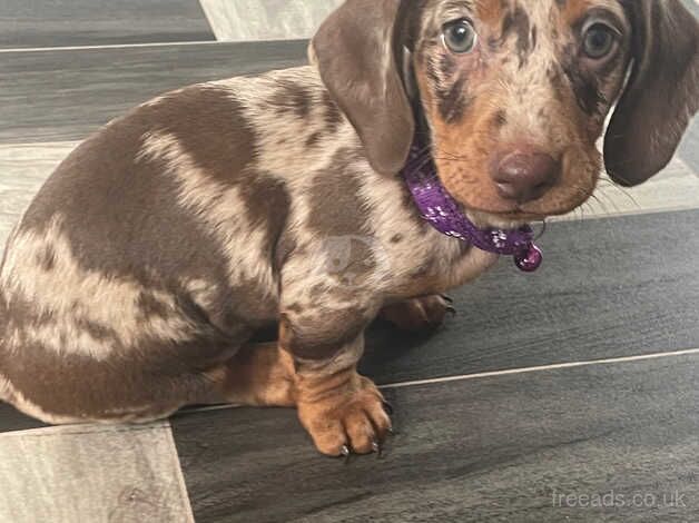 3 beautiful dachshund babies for sale in Basingstoke, Hampshire