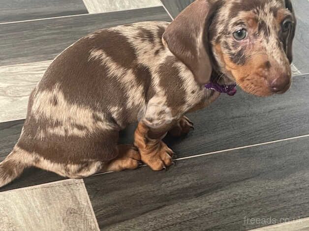 3 beautiful dachshund babies for sale in Basingstoke, Hampshire - Image 2