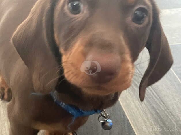 3 beautiful dachshund babies for sale in Basingstoke, Hampshire - Image 3