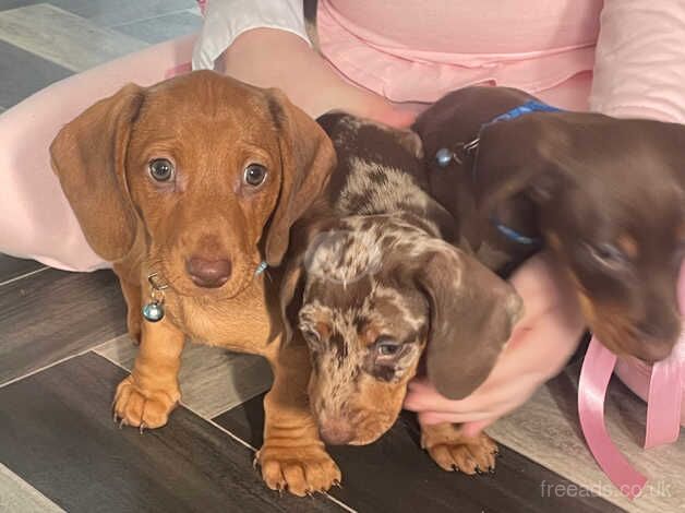 3 beautiful dachshund babies for sale in Basingstoke, Hampshire - Image 5