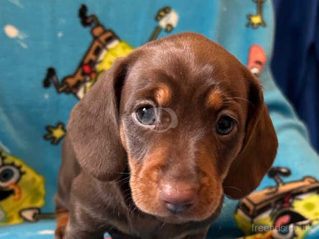 3 Beautiful Dachshund Girls For Sale in Spennymoor, County Durham - Image 1