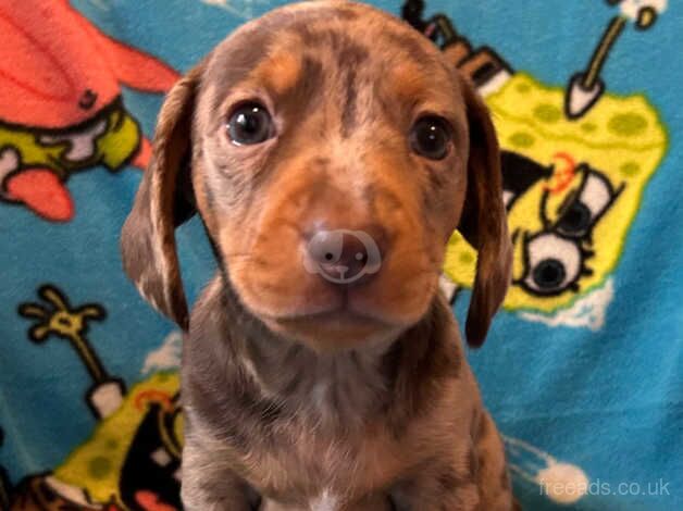 3 Beautiful Dachshund Girls For Sale in Spennymoor, County Durham - Image 3