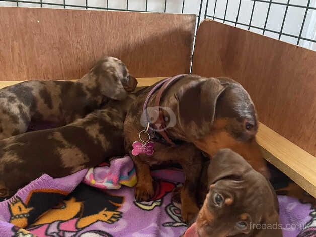 3 Beautiful Dachshund Girls For Sale in Spennymoor, County Durham - Image 4