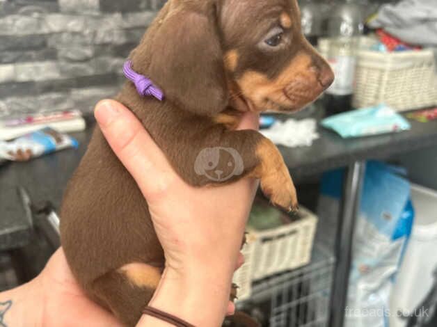 3 beautiful dachshund puppy for sale in Pontypridd, Rhondda Cynon Taf