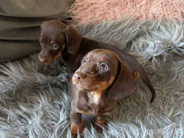 3 beautiful dachshund puppy for sale in Pontypridd, Rhondda Cynon Taf - Image 2