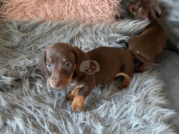 3 beautiful dachshund puppy for sale in Pontypridd, Rhondda Cynon Taf - Image 3